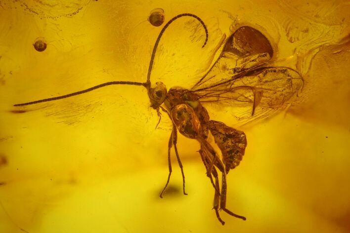 Detailed Fossil Wasp (Hymenoptera) In Baltic Amber #170091